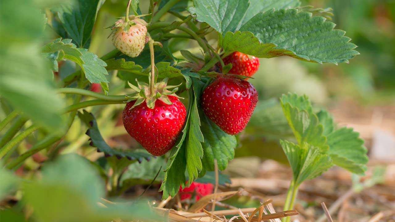 will my strawberry patch survive if i dig them up and move them?