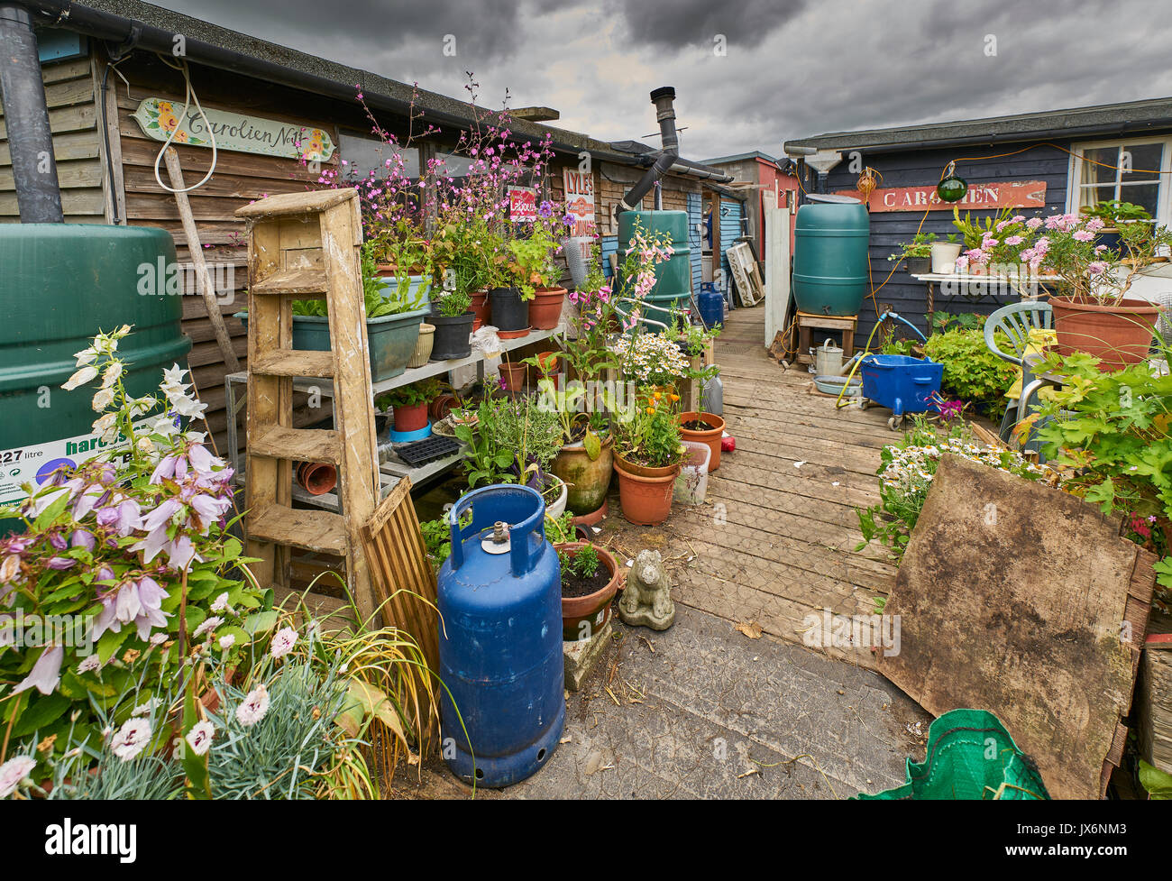 how did my messy backyard turn into a blooming paradise in 3 months?
