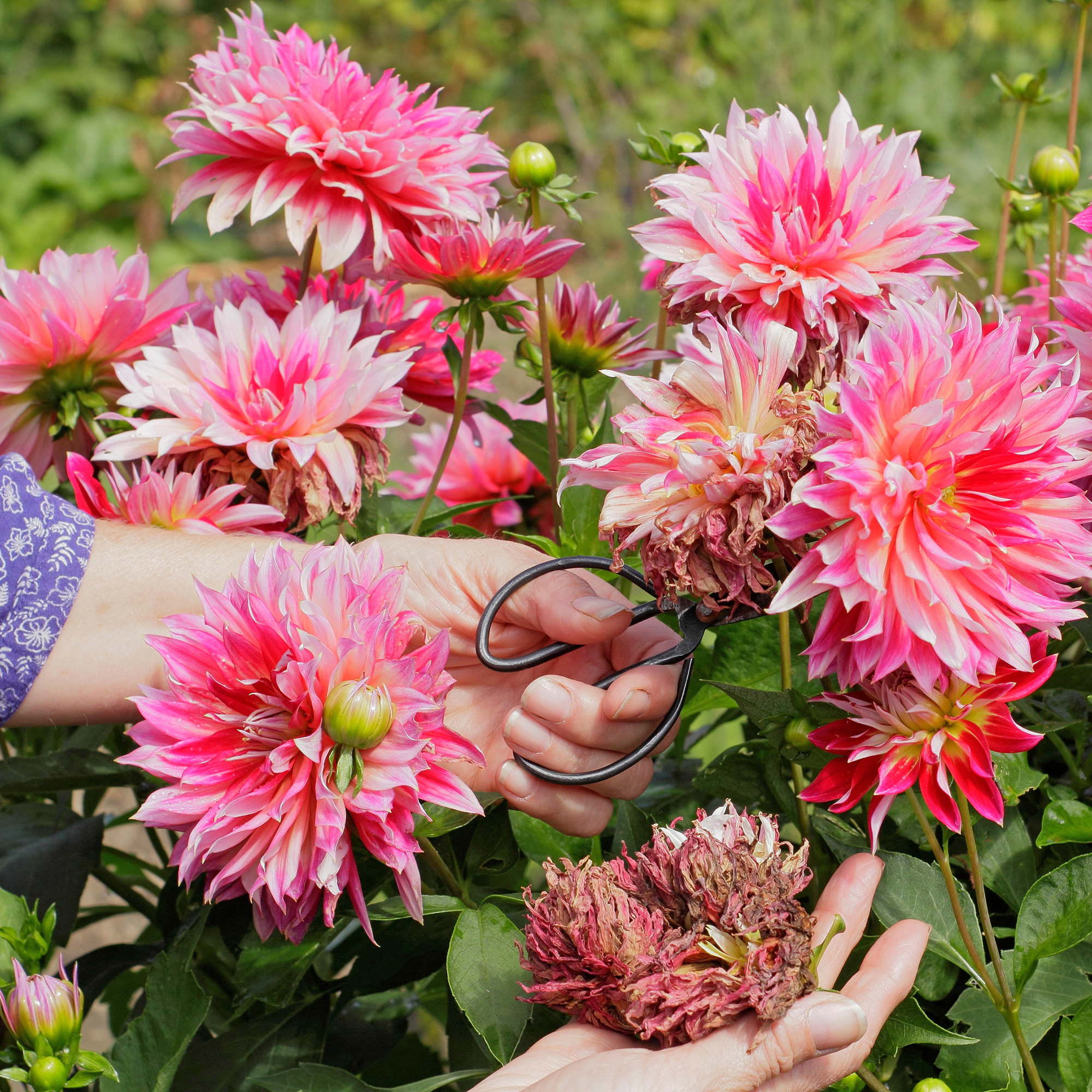 how did my dad’s dahlia turn into the ultimate garden flex?