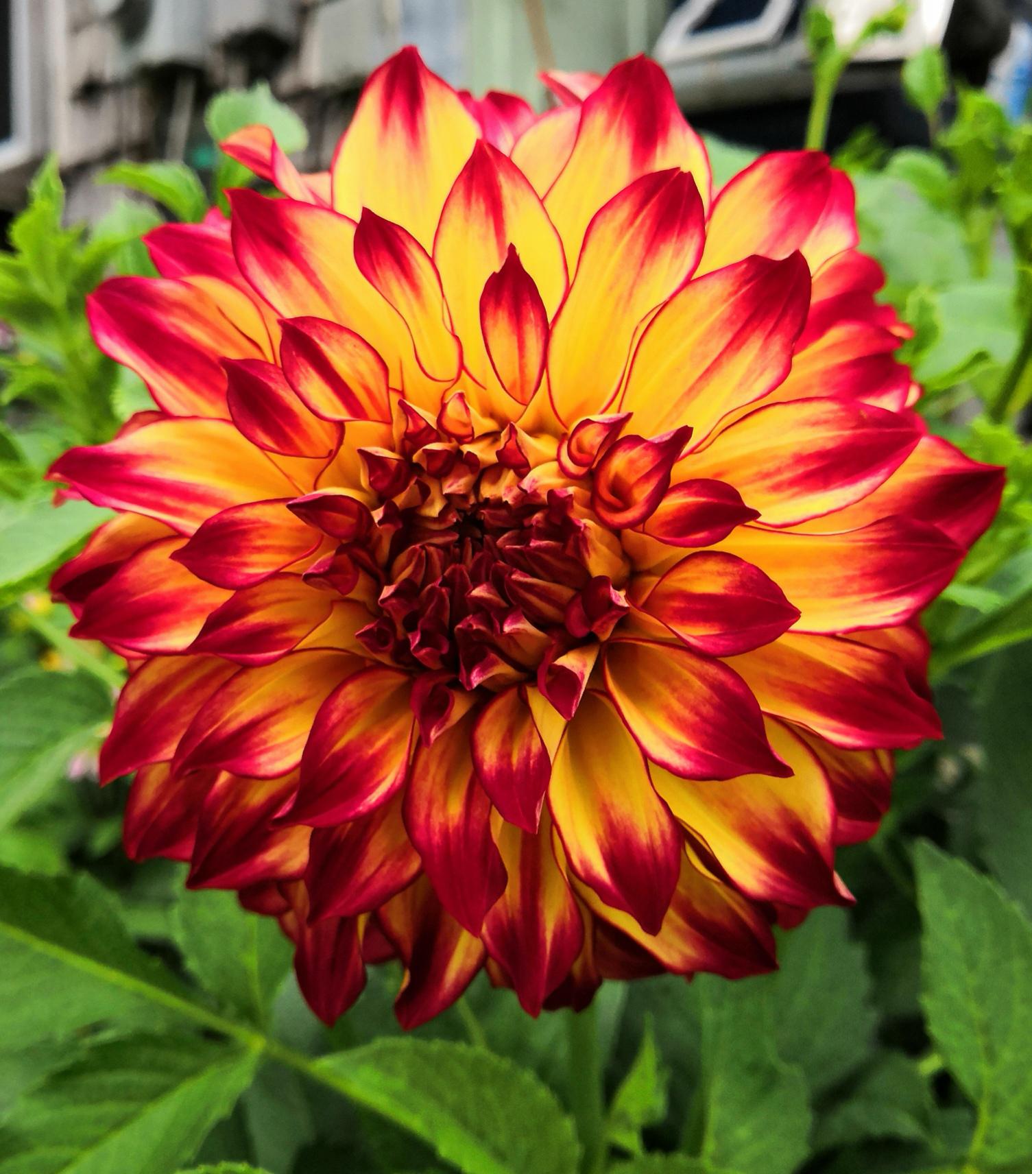 is this wild flower in my parents’ yard secretly a fire sprite?