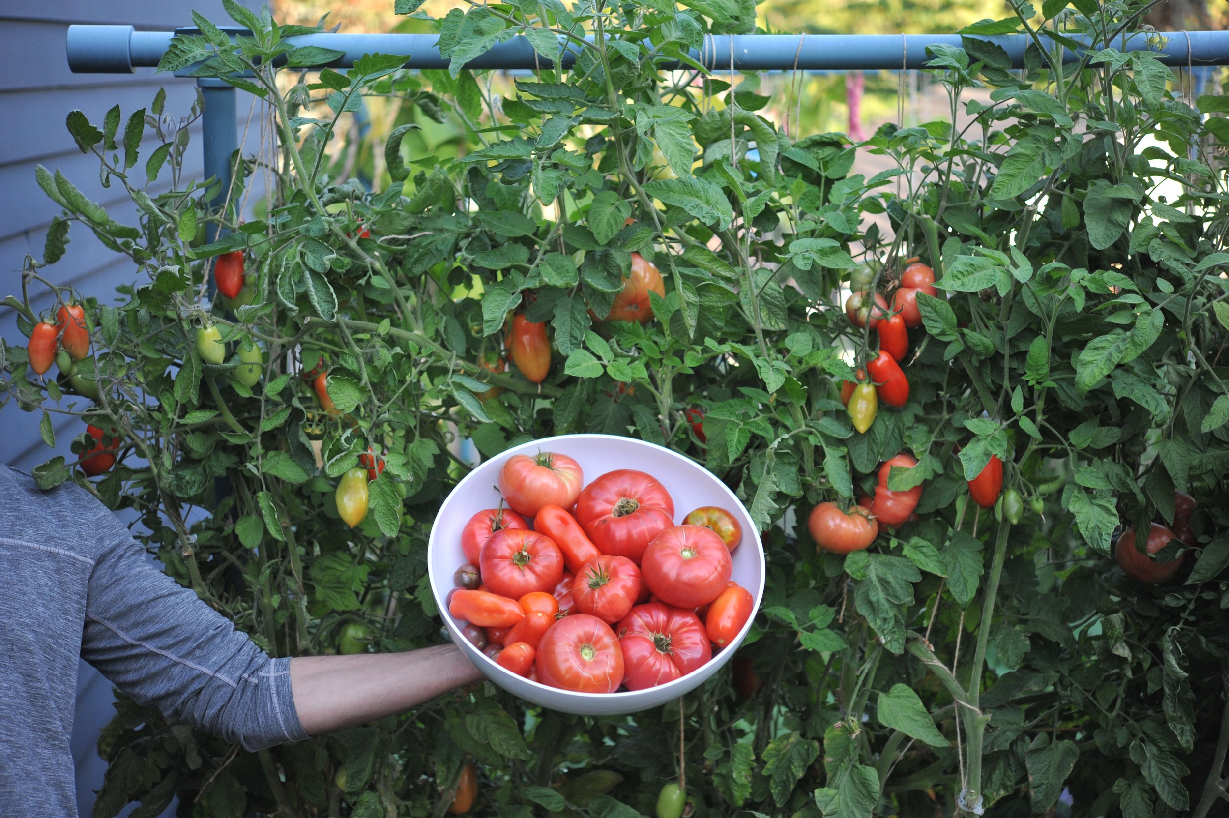 why does golden hour make my tomatoes look like magic jewels?