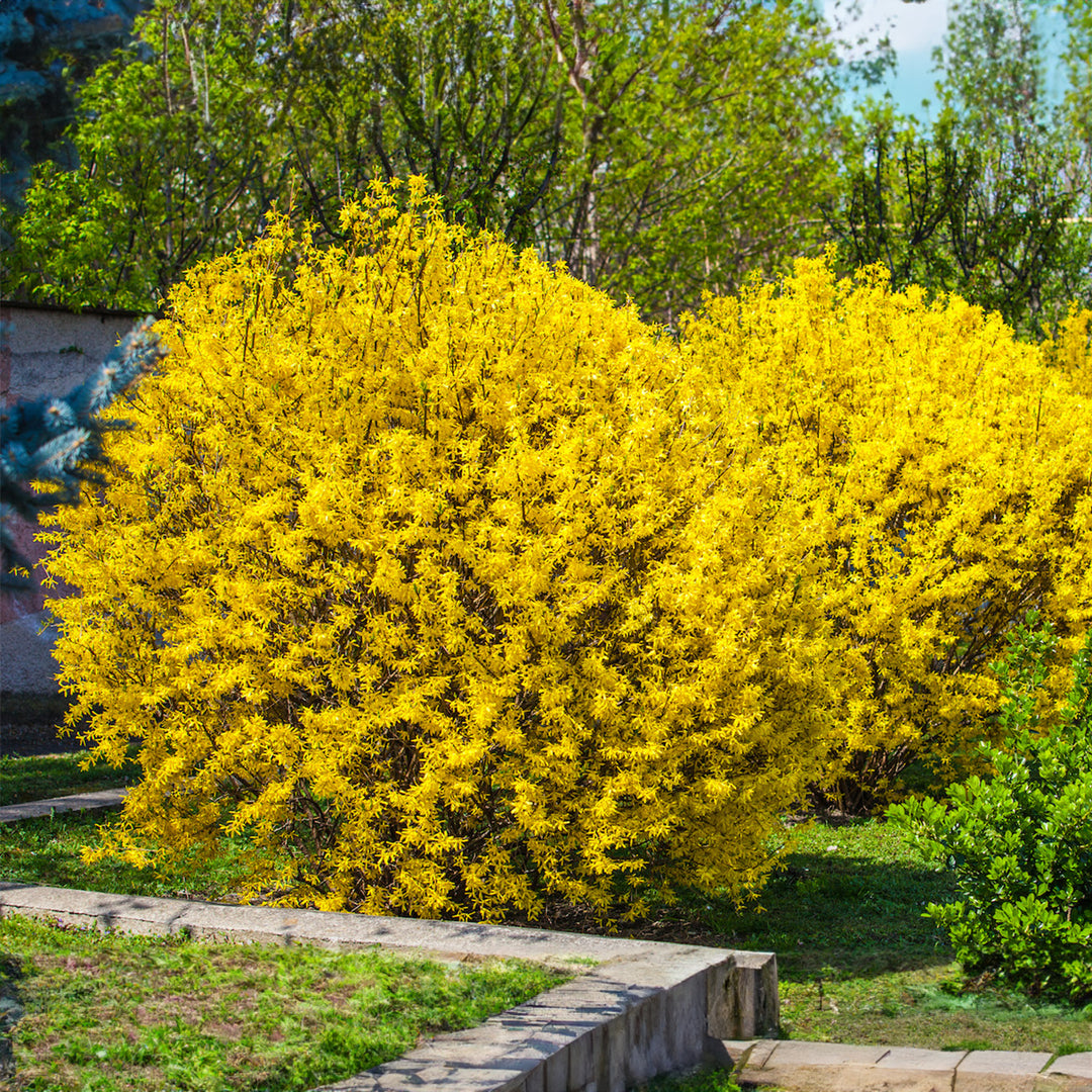 did i accidentally turn my forsythia bush into a backyard superstar?