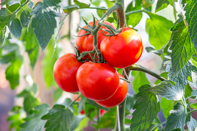 how did my wild tomato jungle take over my backyard this summer?