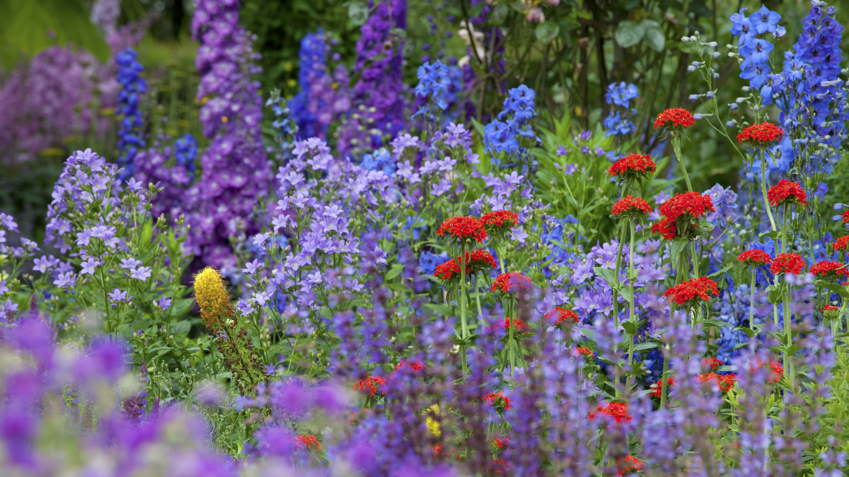 why does my backyard look like a rainbow exploded in june?