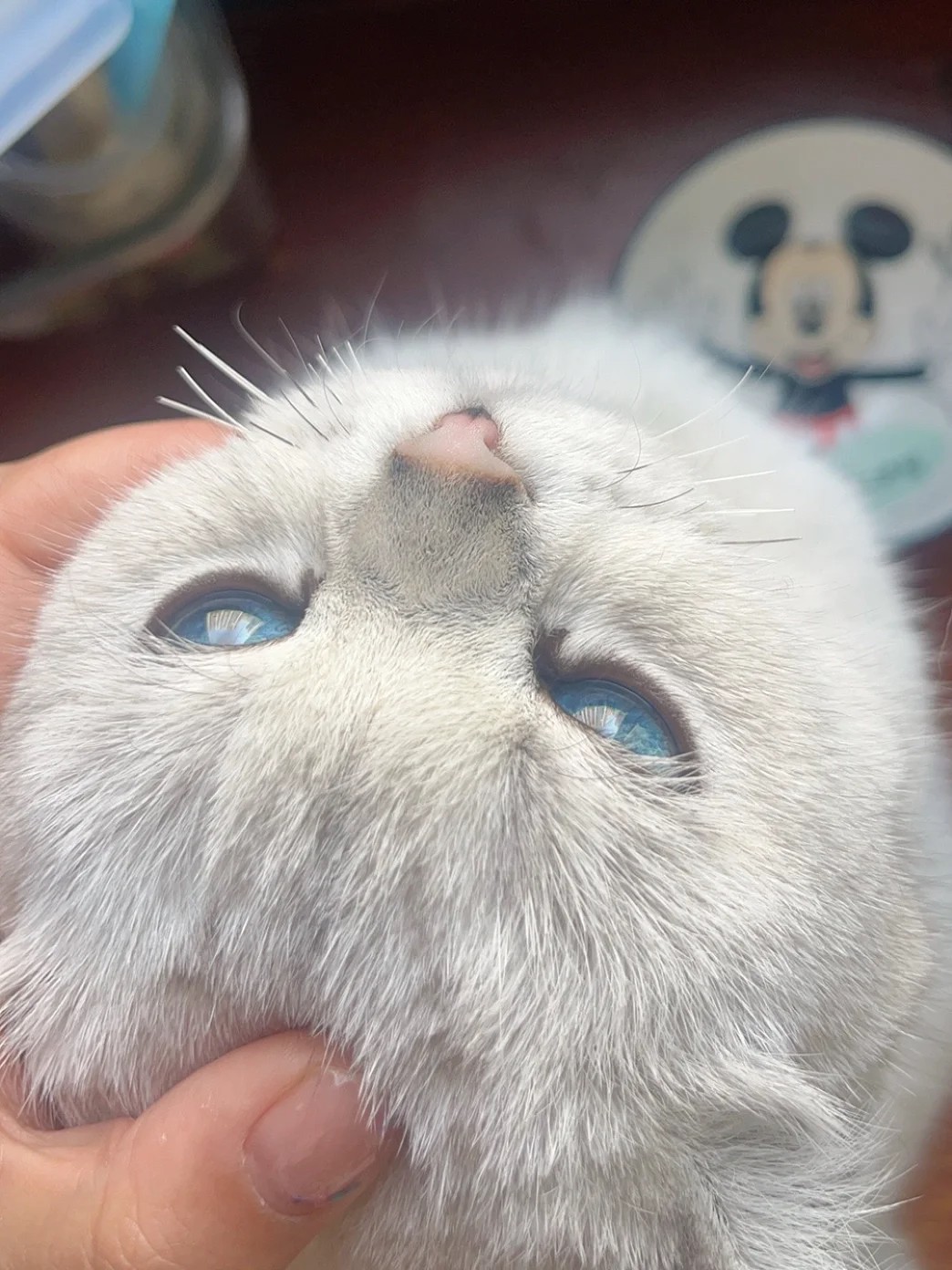 Whiskers, Worries & a Lesson in Kindness