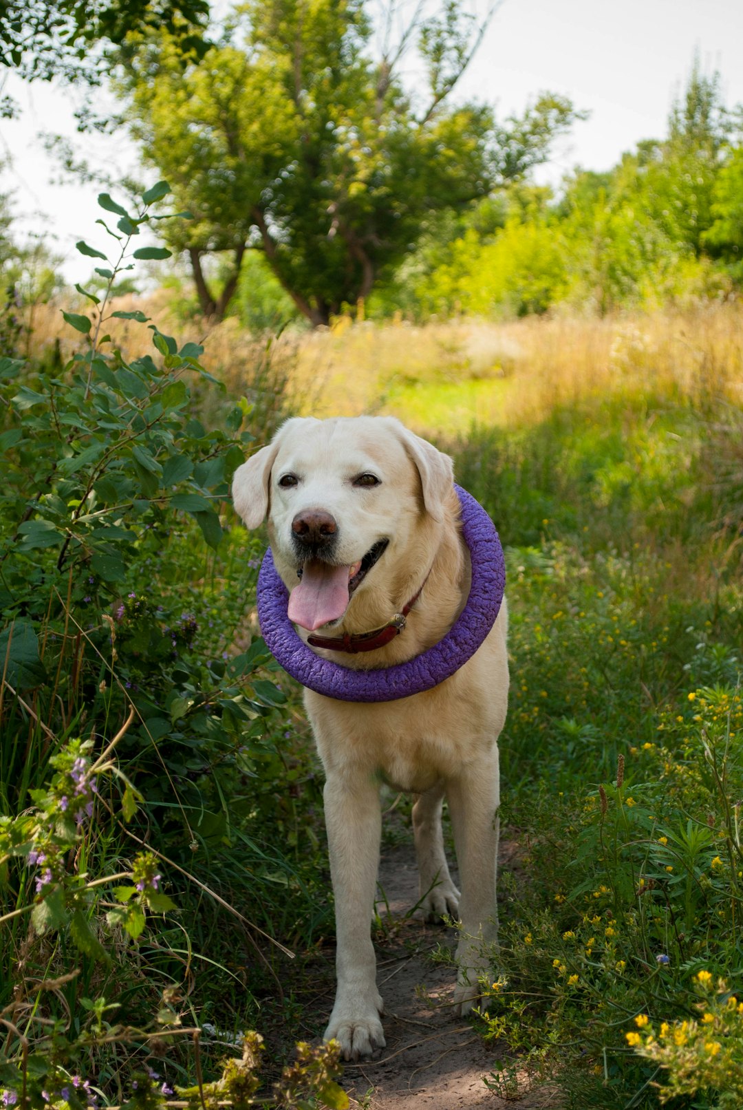 Trail-Tested Tails: The Best Dog Breeds for Hiking Adventures