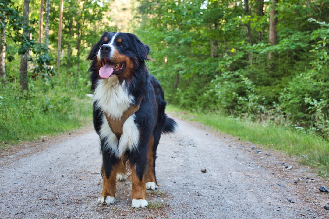 Trail-Tested Tails: The Best Dog Breeds for Hiking Adventures