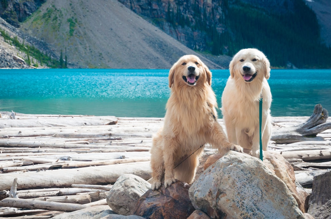 Trail-Tested Tails: The Best Dog Breeds for Hiking Adventures
