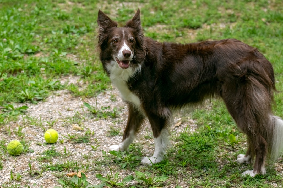 Trail-Tested Tails: The Best Dog Breeds for Hiking Adventures