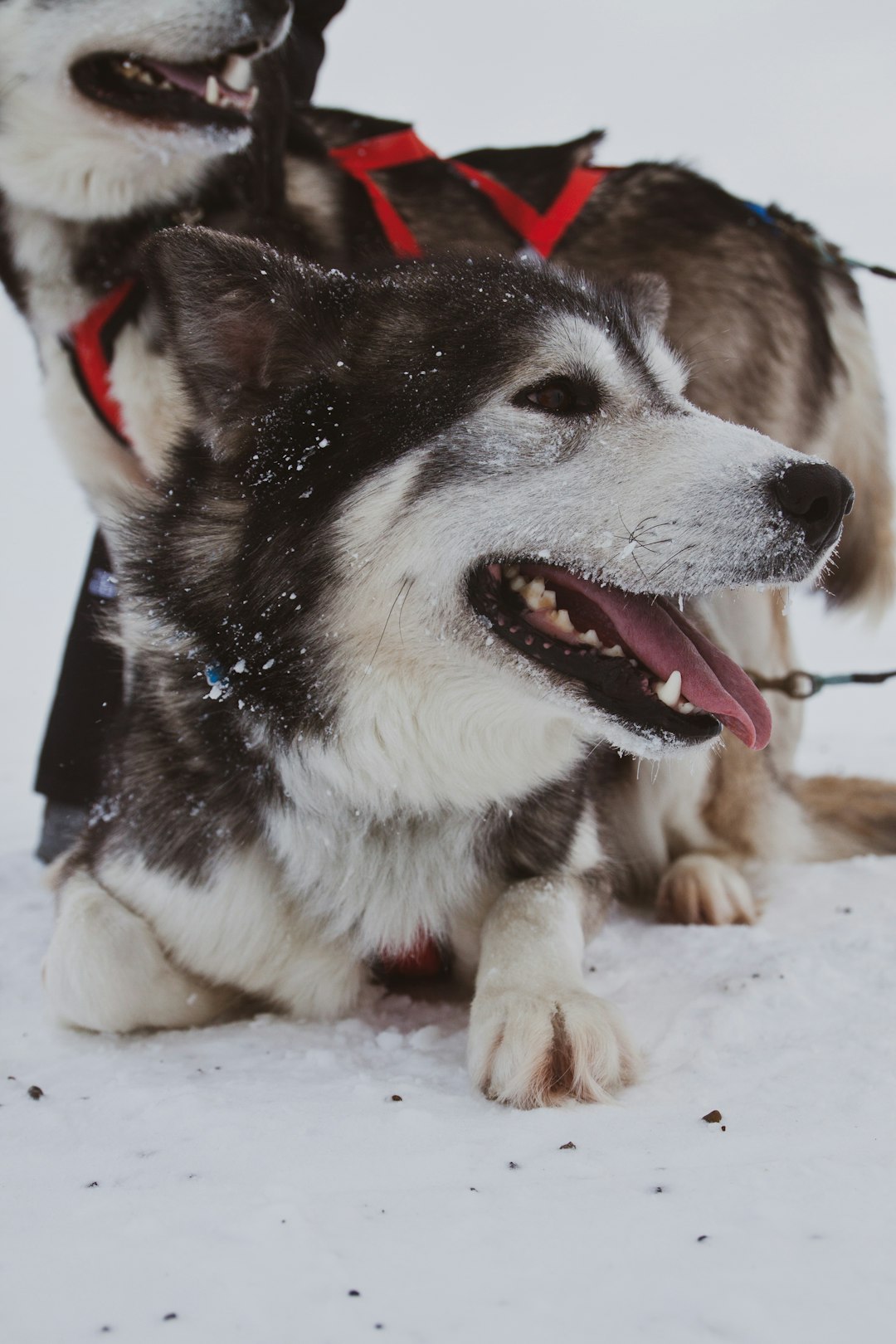 Trail-Tested Tails: The Best Dog Breeds for Hiking Adventures