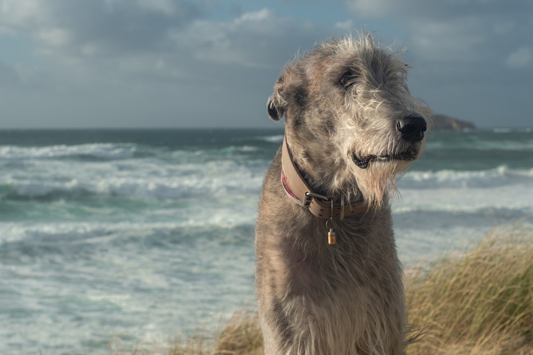 Trail-Tested Tails: The Best Dog Breeds for Hiking Adventures