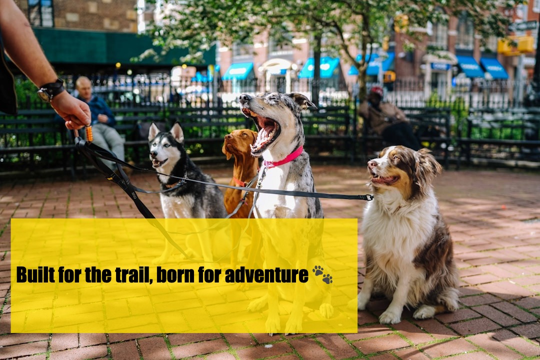 Trail-Tested Tails: The Best Dog Breeds for Hiking Adventures