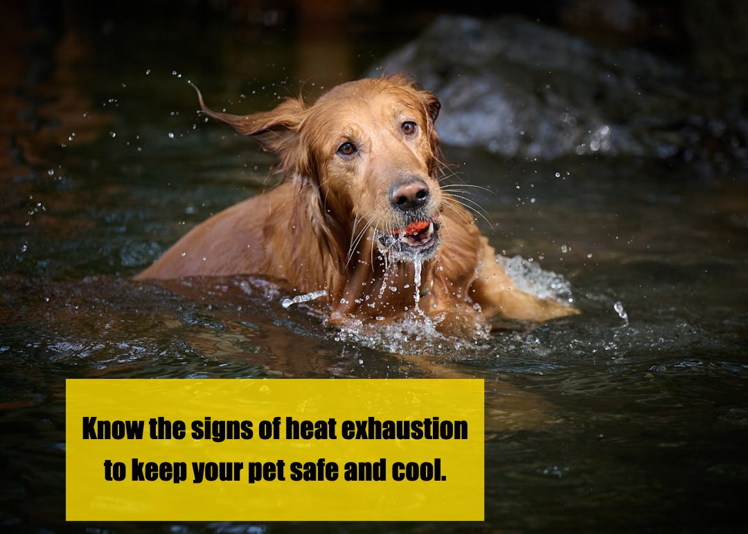How to Spot and Manage Heat Exhaustion in Your Pet