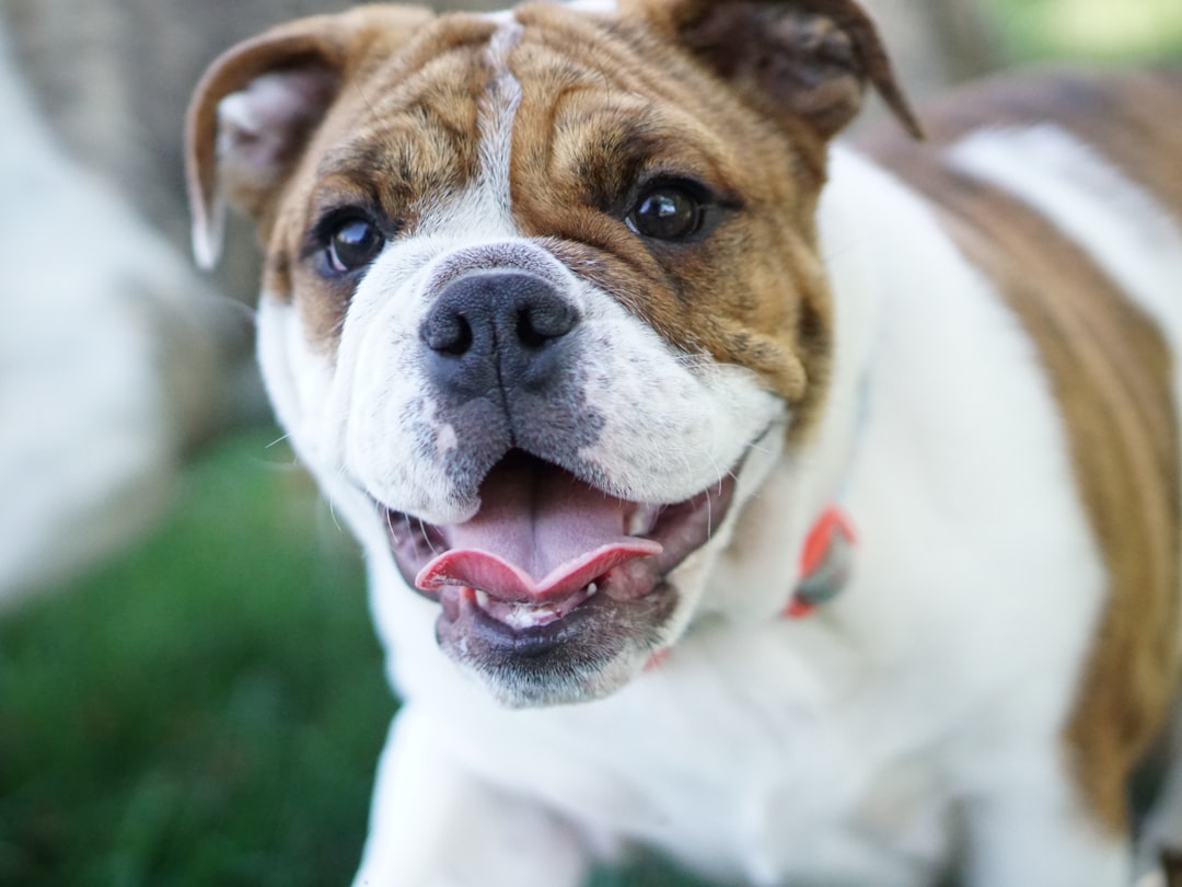 Is Your Pet at Risk for Overheating? Here’s What to Know