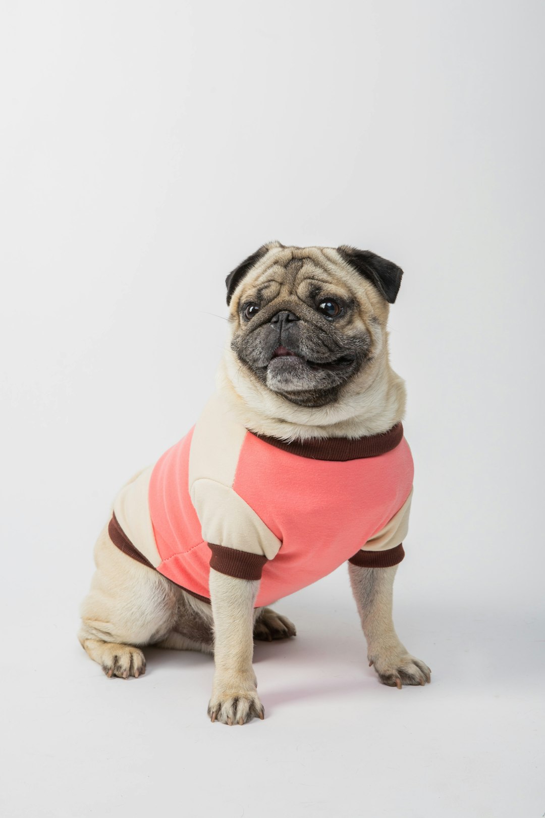 Is Your Pet at Risk for Overheating? Here’s What to Know