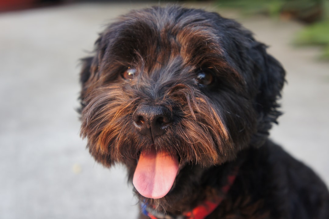 Is Your Pet at Risk for Overheating? Here’s What to Know