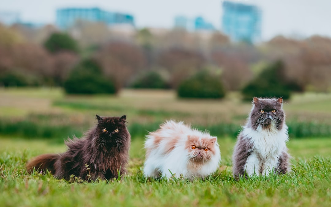 Is Your Pet at Risk for Overheating? Here’s What to Know