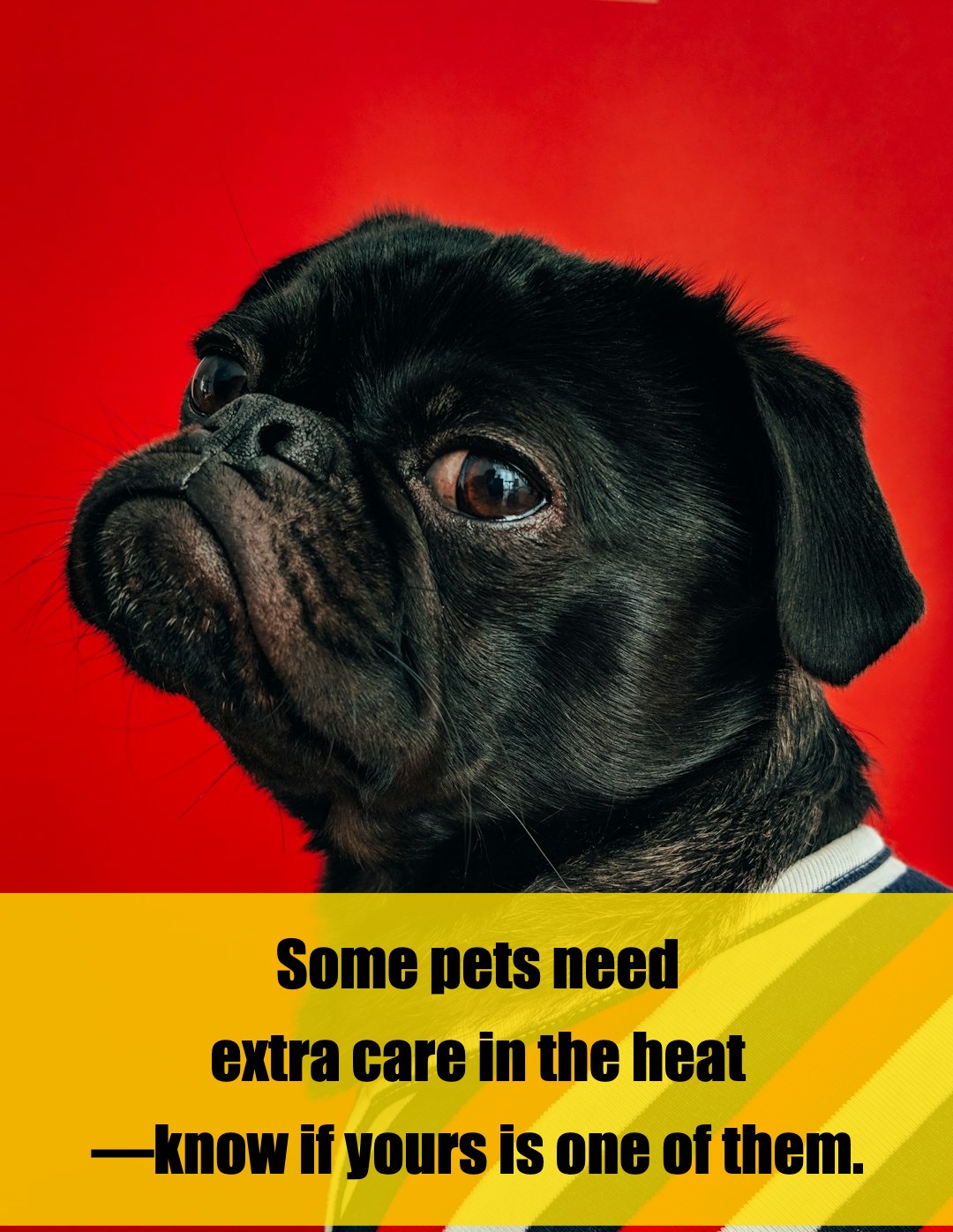 Is Your Pet at Risk for Overheating? Here’s What to Know
