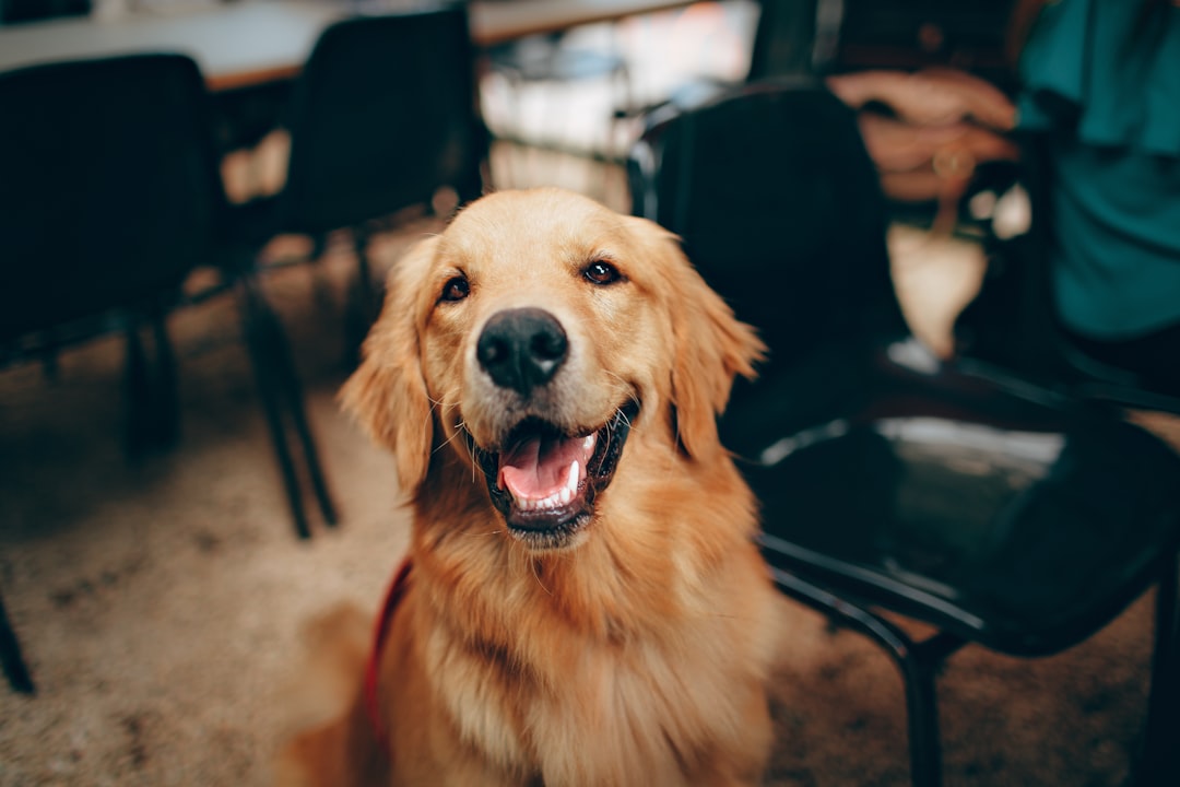 Top 10 Dog Breeds for Kids — Loyal, Gentle, and Full of Joy 🐾