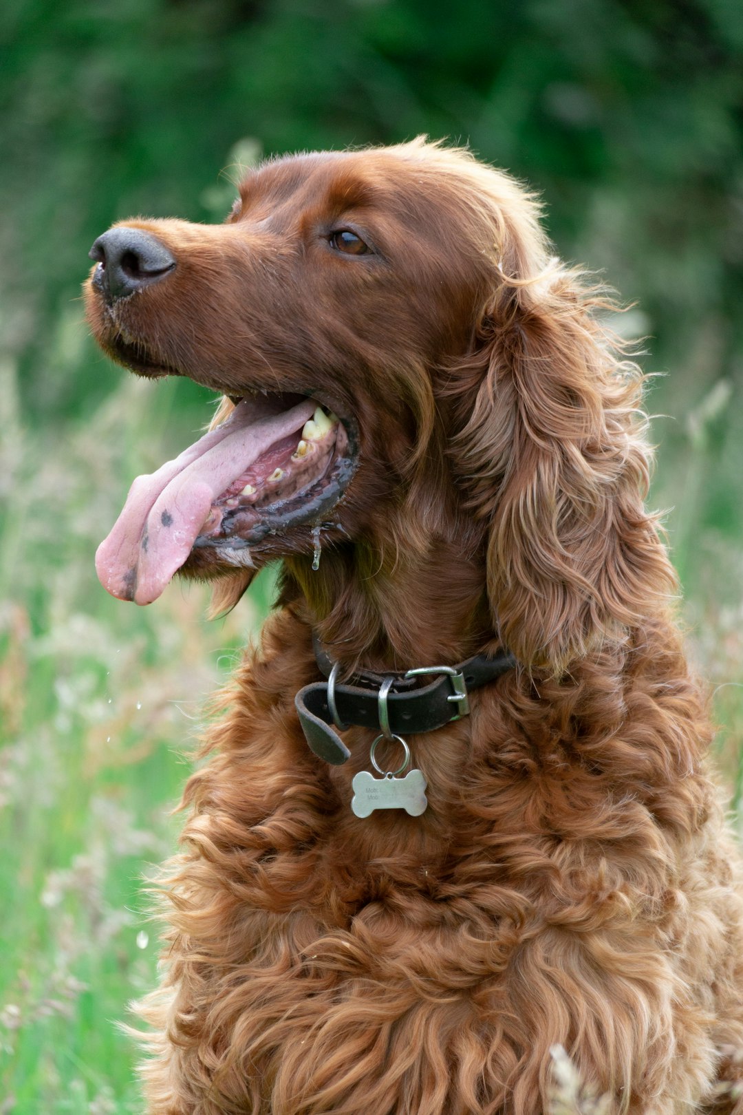 Top 10 Dog Breeds for Kids — Loyal, Gentle, and Full of Joy 🐾