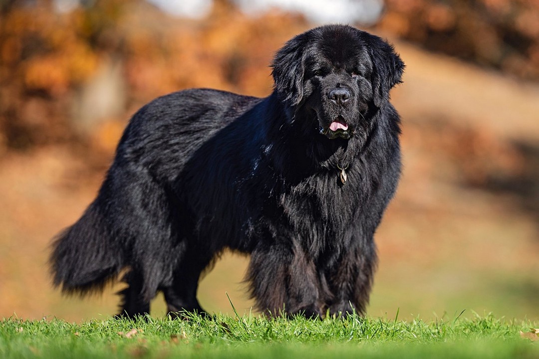 Top 10 Dog Breeds for Kids — Loyal, Gentle, and Full of Joy 🐾