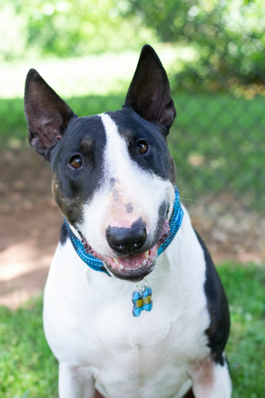 Top 10 Dog Breeds for Kids — Loyal, Gentle, and Full of Joy 🐾