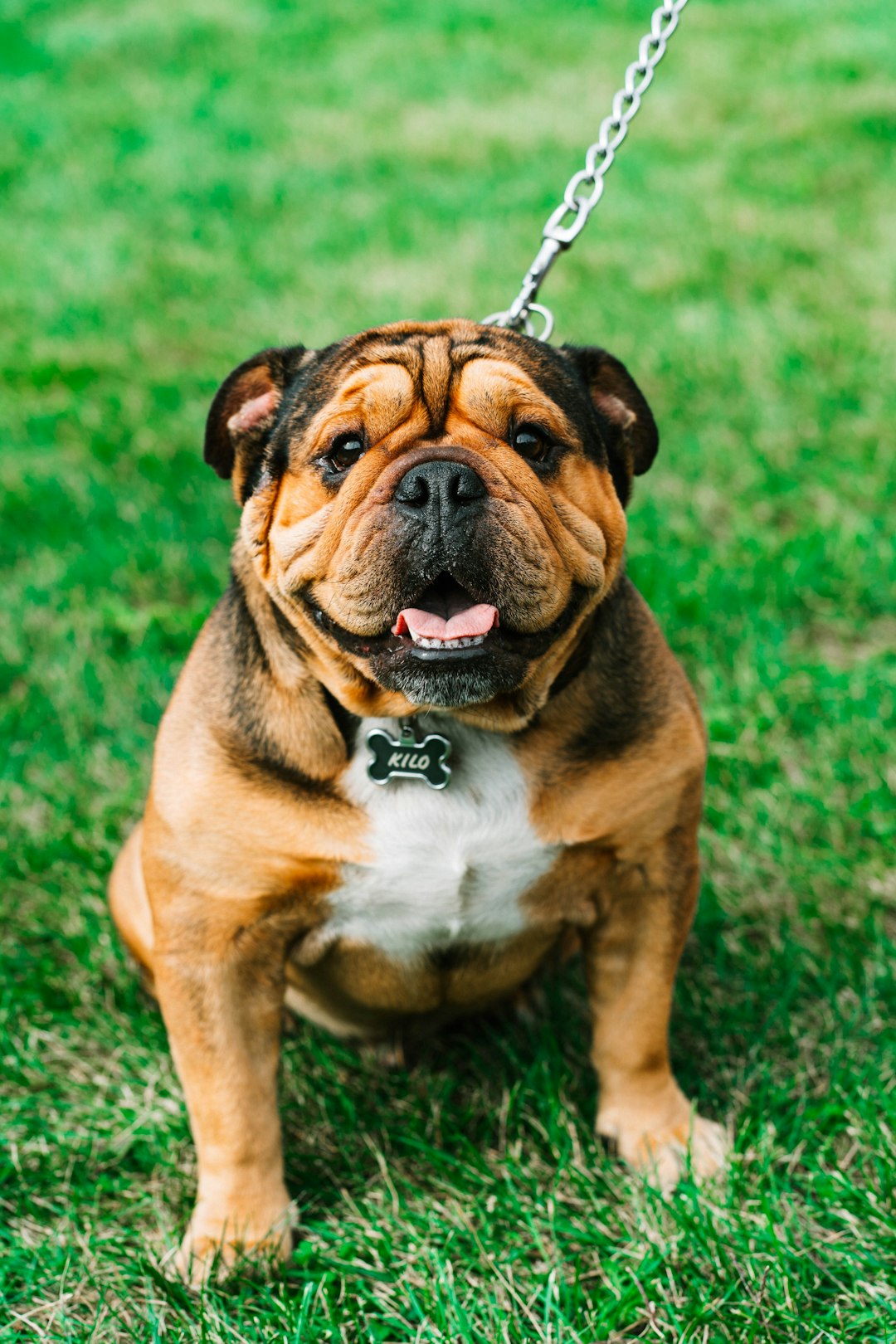 Top 10 Dog Breeds for Kids — Loyal, Gentle, and Full of Joy 🐾