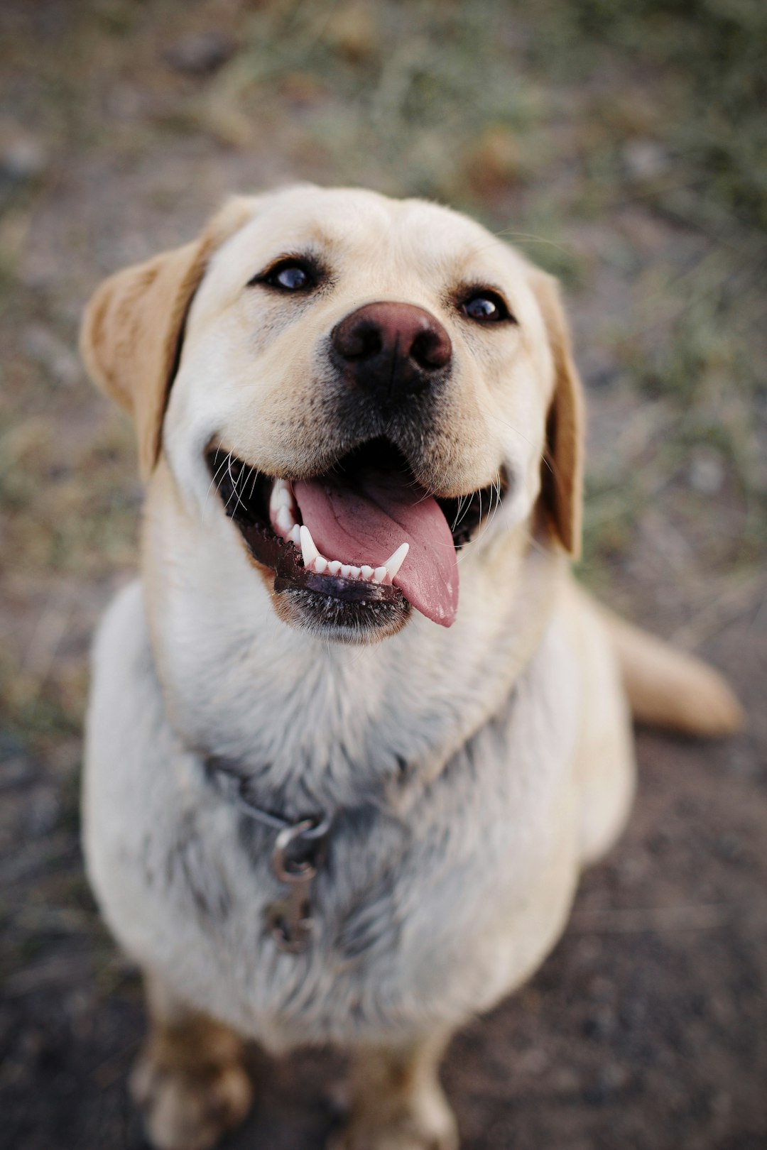 Top 10 Dog Breeds for Kids — Loyal, Gentle, and Full of Joy 🐾