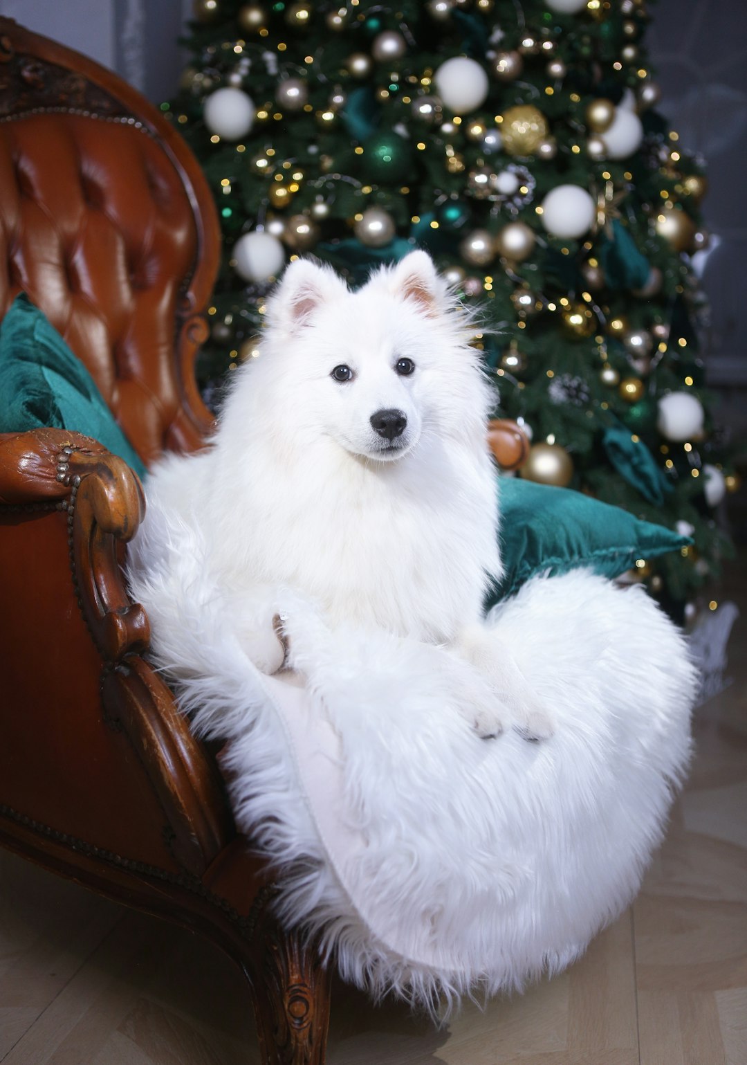 Top 10 Dog Breeds for Kids — Loyal, Gentle, and Full of Joy 🐾