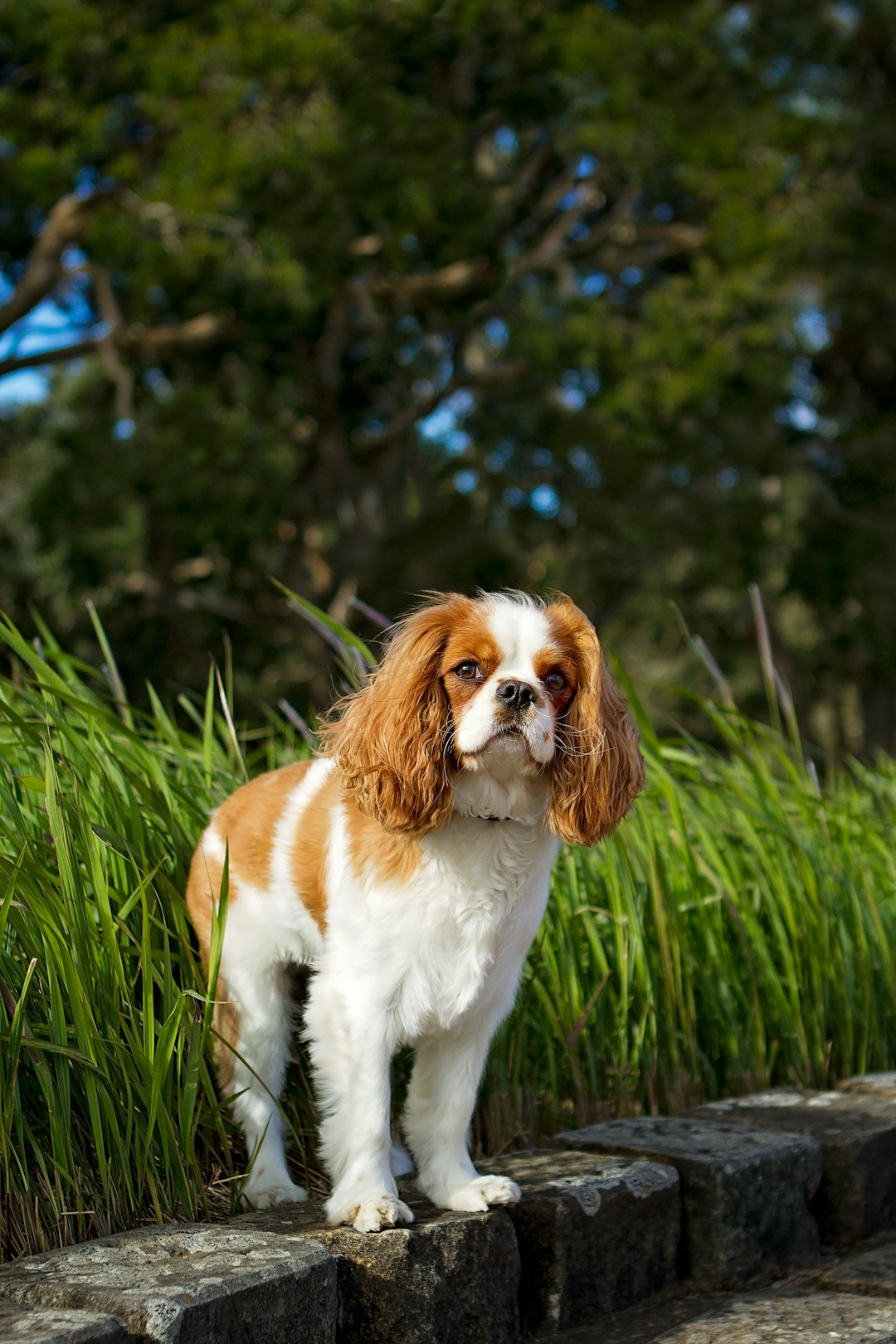Top 10 Dog Breeds for Kids — Loyal, Gentle, and Full of Joy 🐾