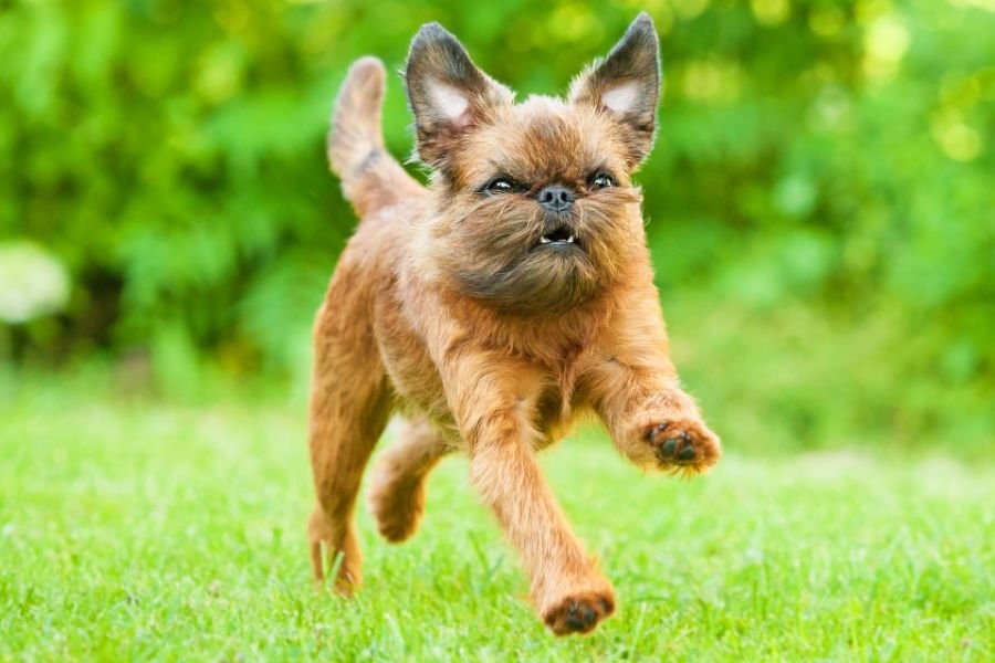 Top 10 Dog Breeds for Kids — Loyal, Gentle, and Full of Joy 🐾