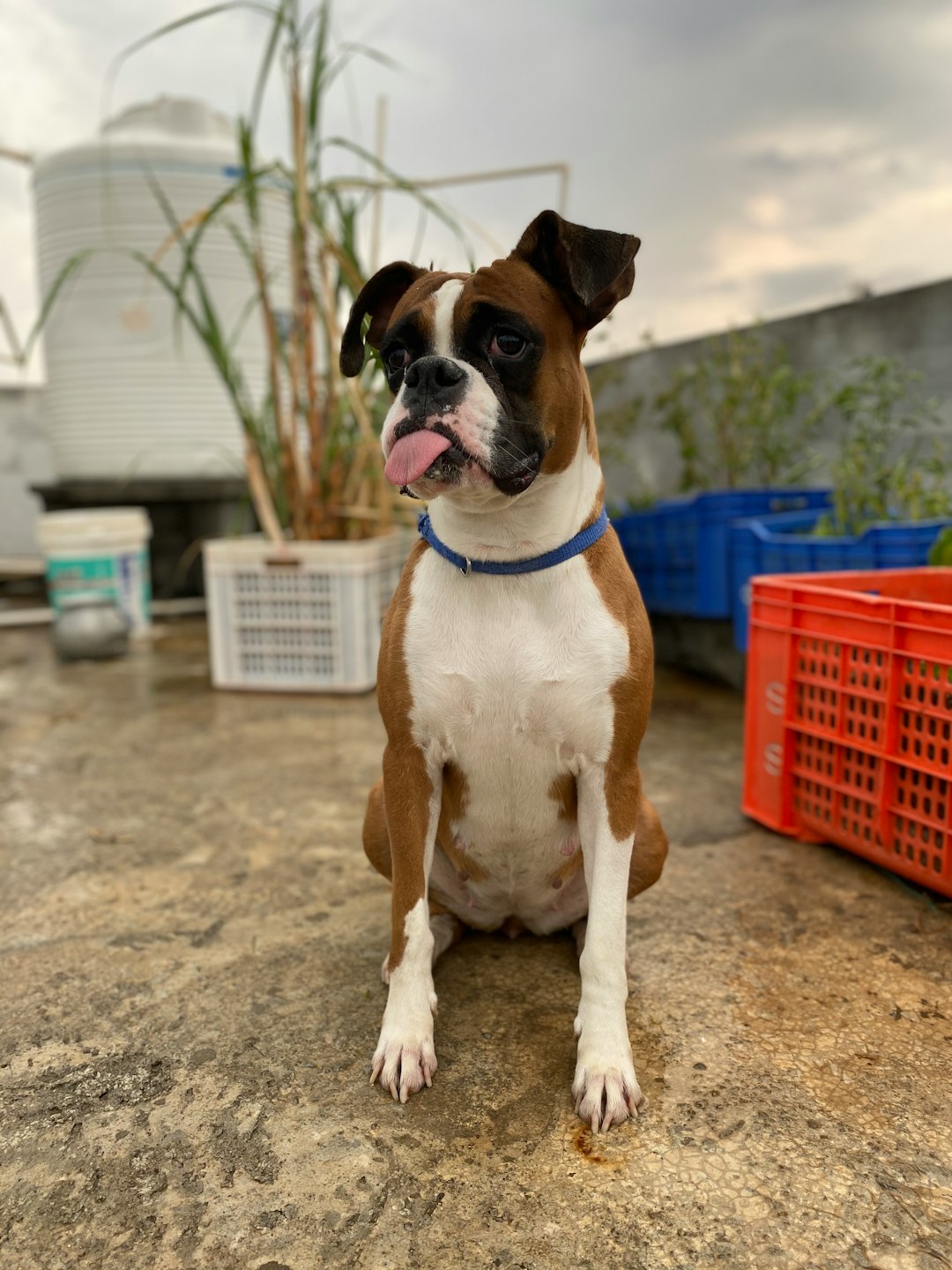 Top 10 Dog Breeds for Kids — Loyal, Gentle, and Full of Joy 🐾