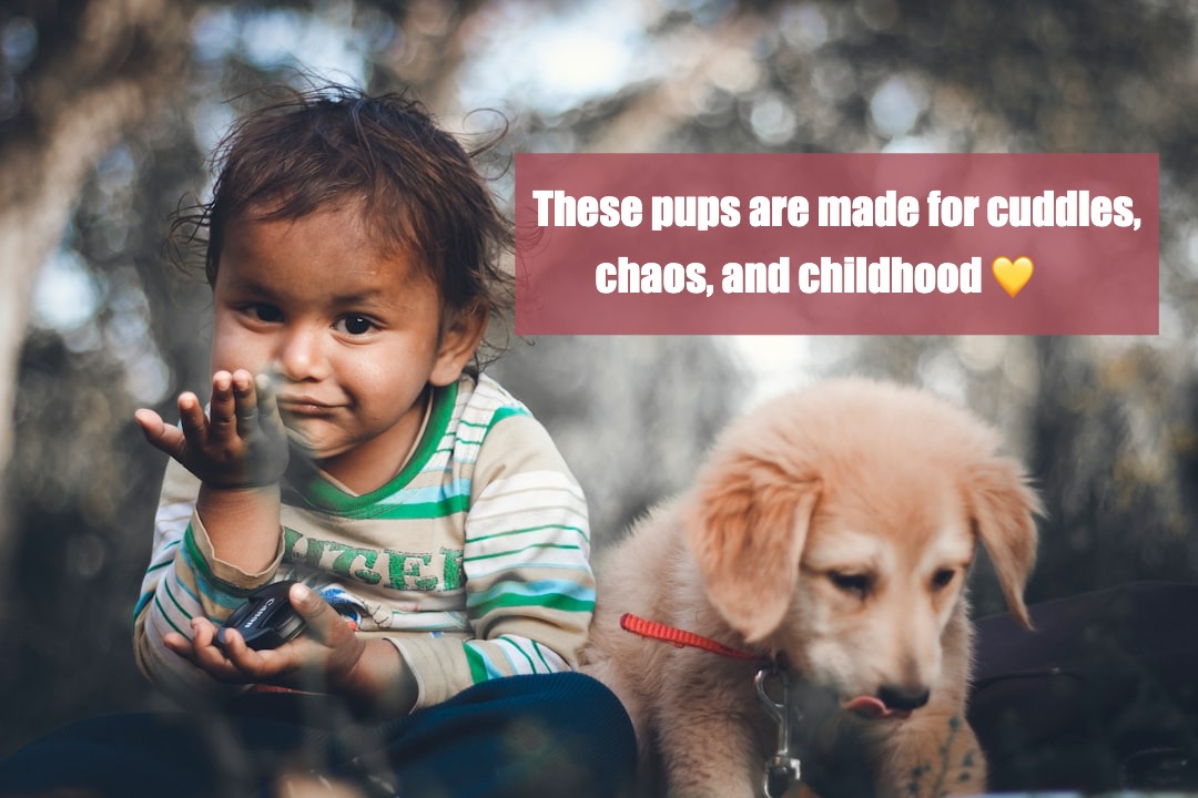 Top 10 Dog Breeds for Kids — Loyal, Gentle, and Full of Joy 🐾