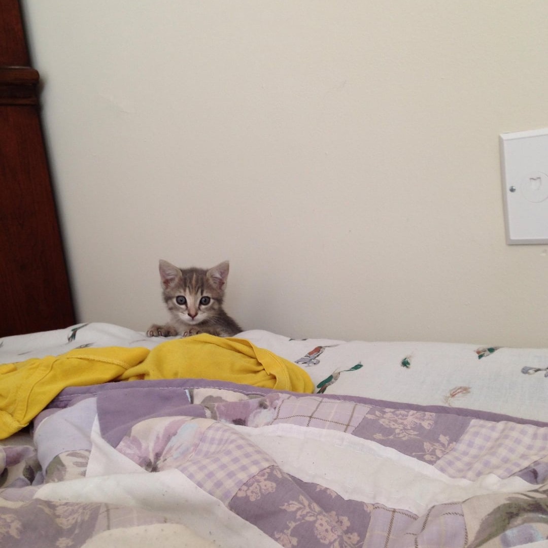 How I Became a Secret Pet Parent (And Survived) 🐾