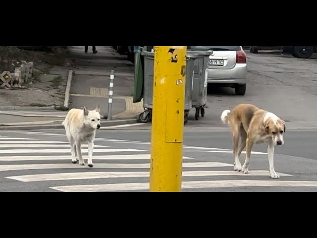 When Accidents Happen: Lessons From a Close Call With a Dog