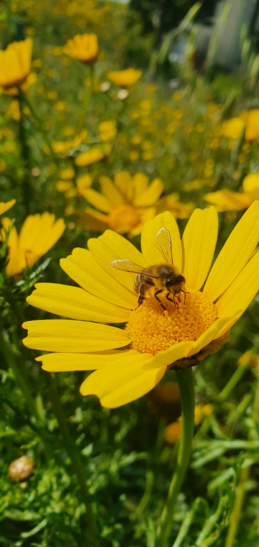 When a 4-Year-Old Kills a Bee: Navigating Big Reactions at Daycare