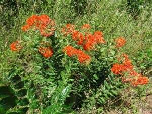 why did my backyard explode with butterflies after planting this texas native?