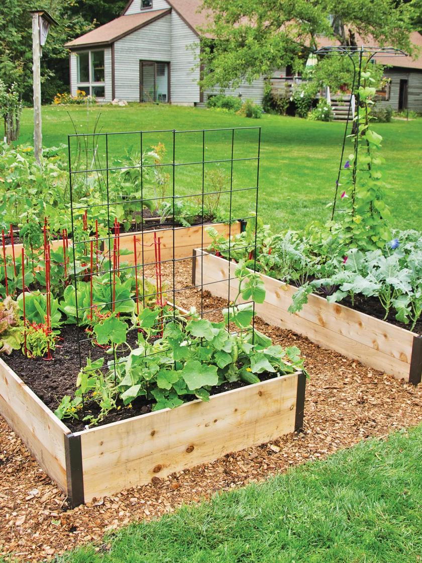 why did i swap my old veggie patch for cedar beds this year?