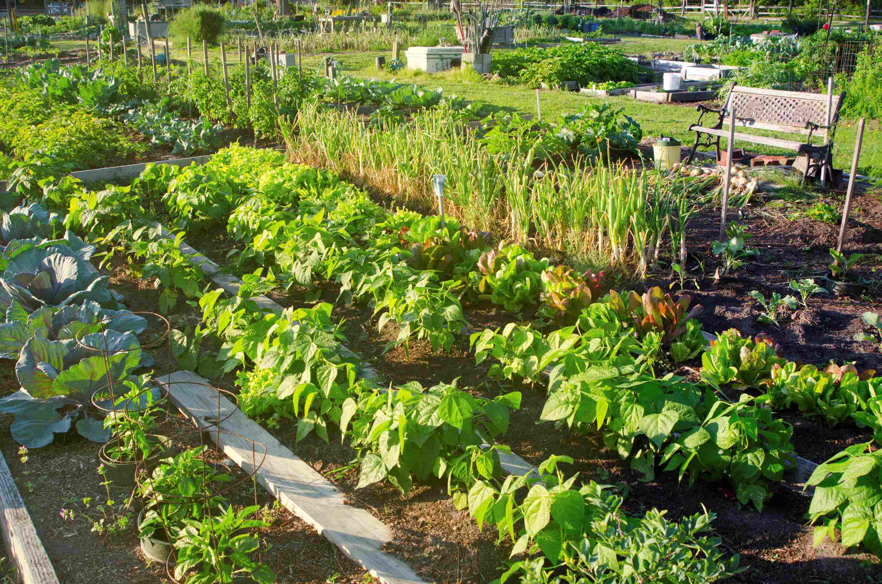 why did my old demo site suddenly become a veggie paradise?