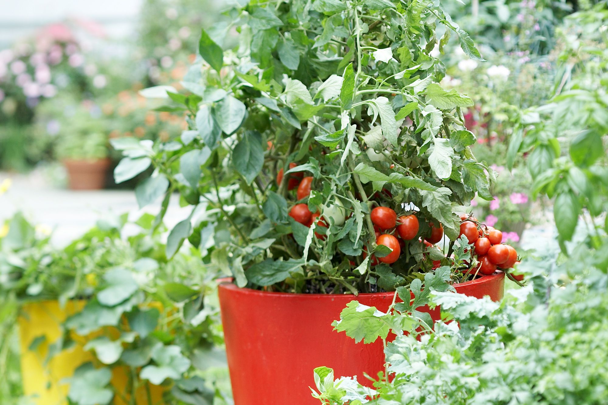 why did my tomatoes become the talk of the apartment block?