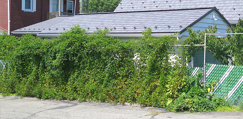 have you ever seen a passionfruit jungle take over a house?