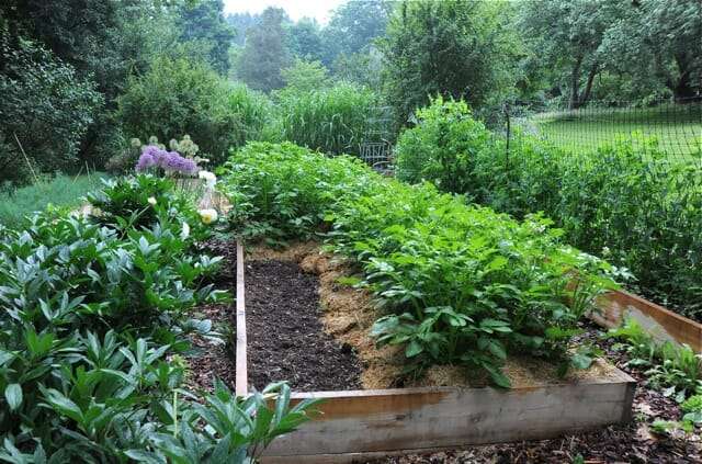 is my potato patch drowning or just thriving after all this rain?