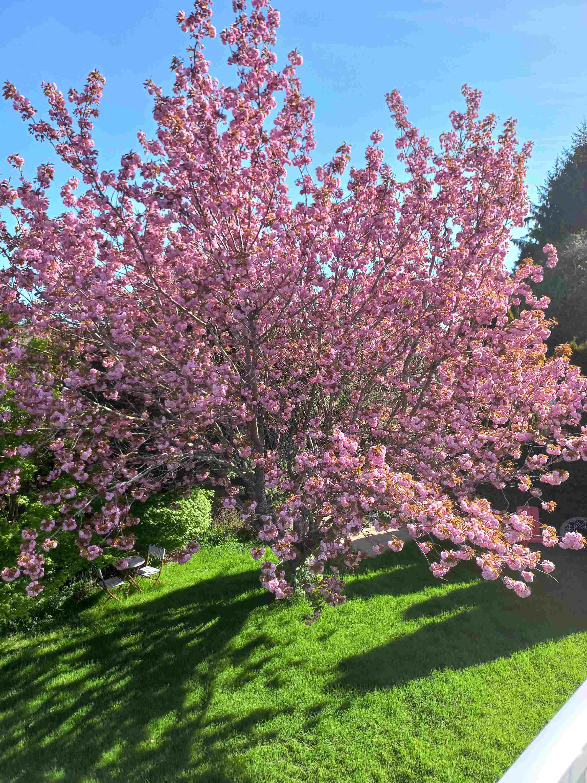 can cherry blossoms actually survive in kurdistan’s wild weather?