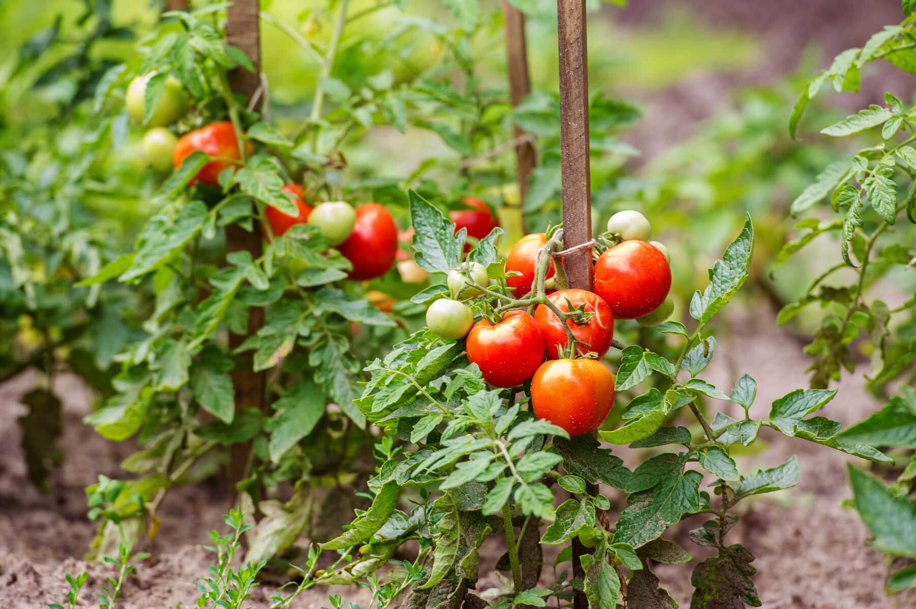 why did my tomato plant explode with fruit after i did this?