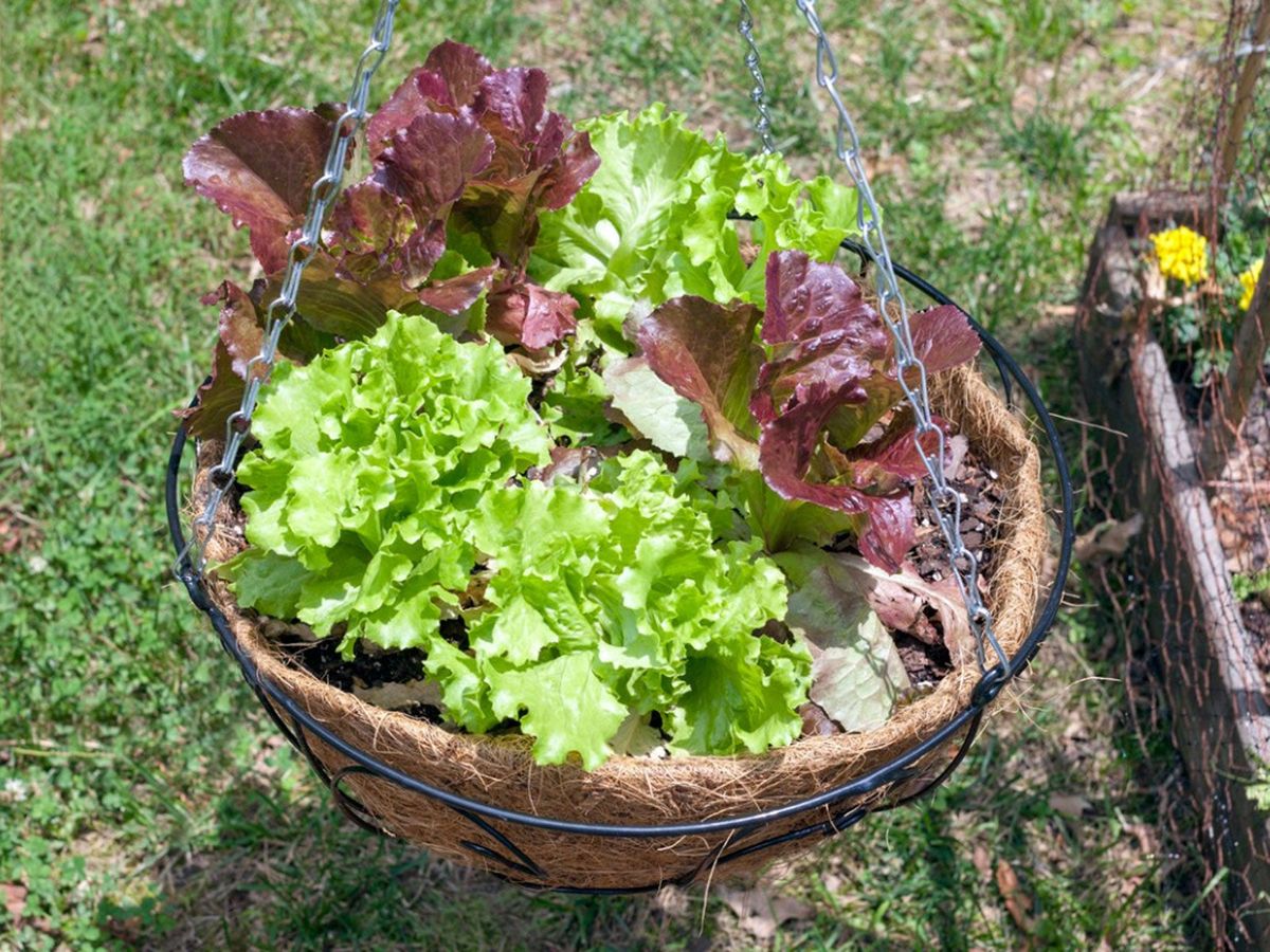 why did i hang lettuce in baskets and did it actually work?!