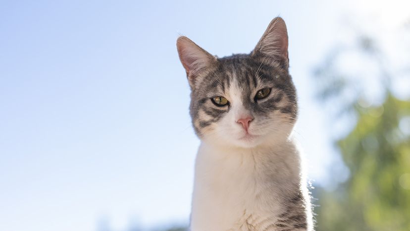 Heartbroken and angry—my cat was killed by my mom's boyfriend's dog. 😢🐾