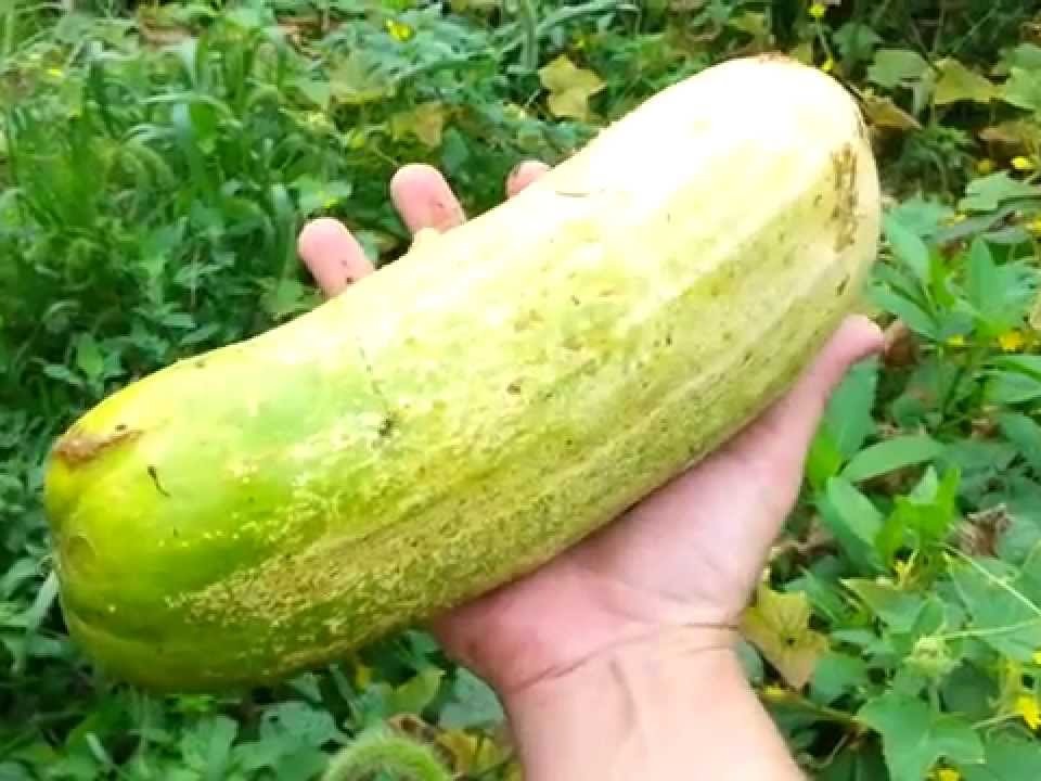 did my cucumbers turn into garden giants while i was gone?