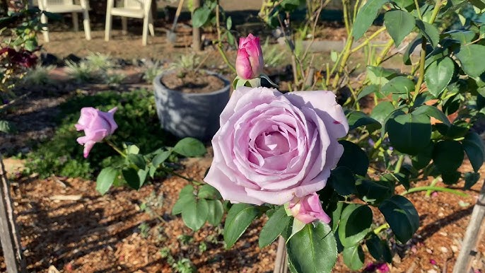 did i just grow a blue moon rose and wisteria on metal steps?