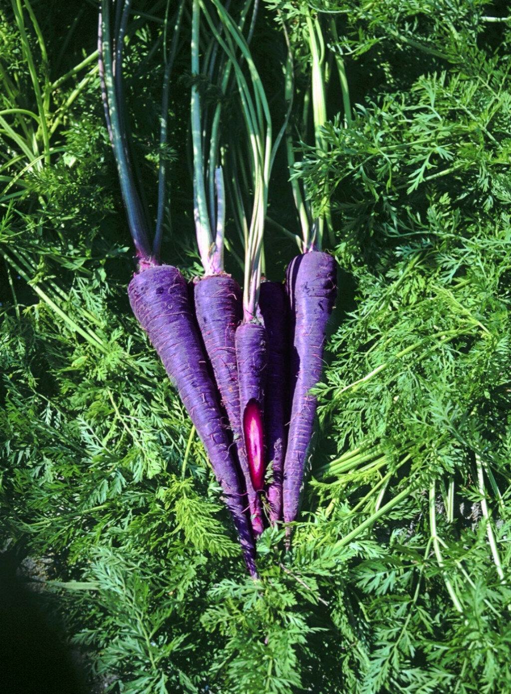 why did my purple carrots and ground cherries totally steal the show in my freezing zone 3 garden?