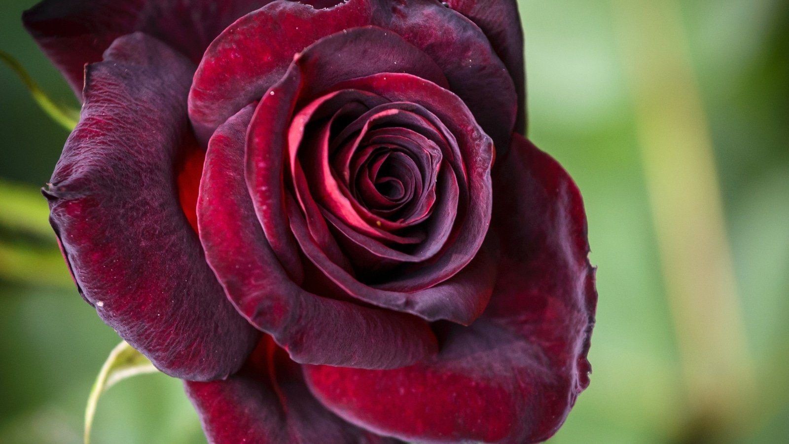 why did my midnight roses turn into a gothic masterpiece?